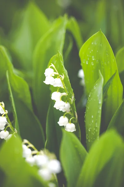 Lírio do vale flores com gotas de água no fundo verde. Convallaria majalis — Fotografia de Stock