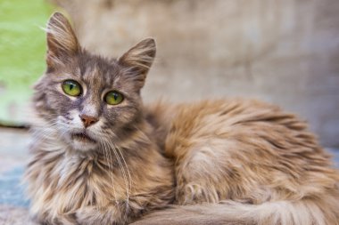 Yeşil gözlü kedi portresi 