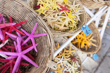 Deniz yıldızı ve deniz kabuklarını Hatıra Eşyası Satılık 