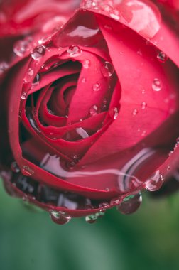 yakından görmek güzel koyu kırmızı gül 