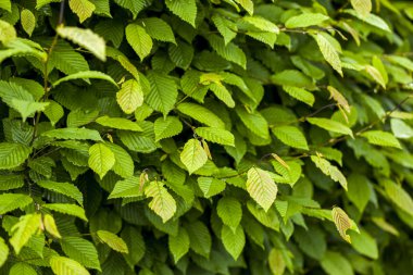 yaprak yeşil arka plan 