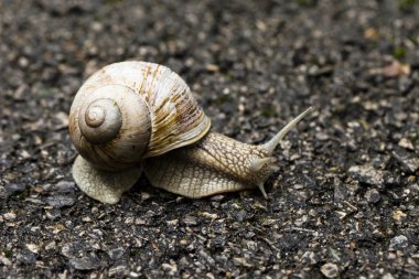 küçük kahverengi salyangoz 