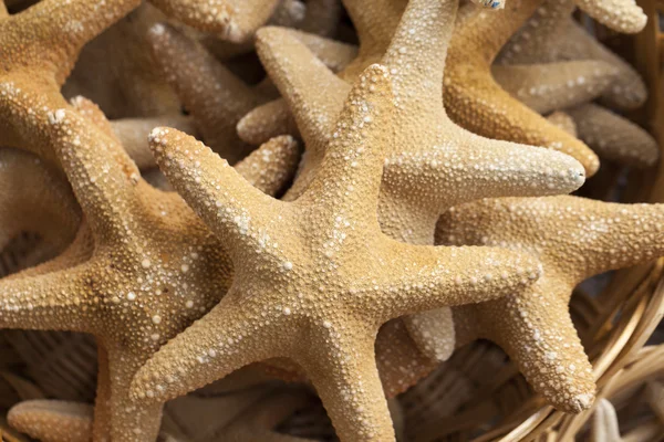 Recuerdos de estrellas de mar y conchas marinas en venta — Foto de Stock