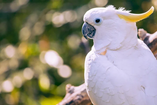 关闭黄凤头鹦鹉与模糊的树叶背景 — 图库照片