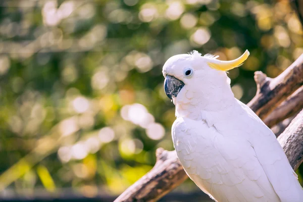 关闭黄凤头鹦鹉与模糊的树叶背景 — 图库照片