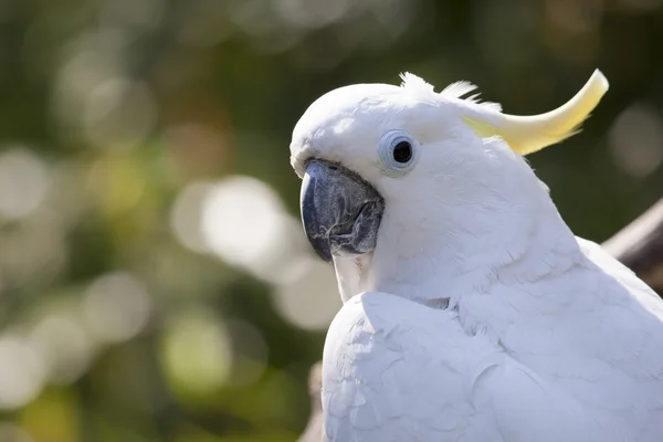 Close up of yellow crested cockatoo with blurred foliage background — Stock Photo, Image