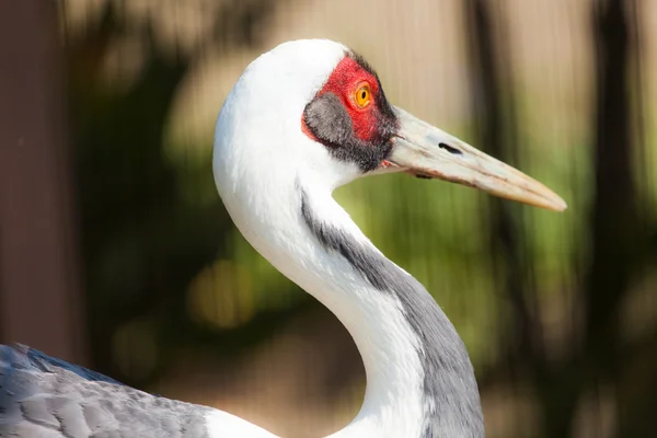 Isolated photo of a sandhill crane — Stock Photo, Image