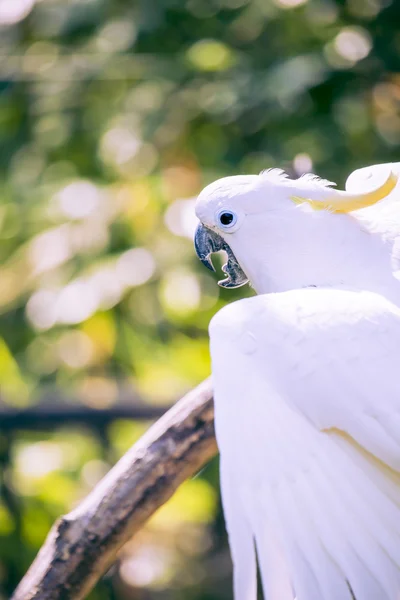 Close up of yellow crested cockatoo with blurred foliage background — Stock Photo, Image