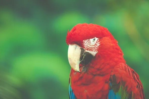 Cara de guacamayo rojo . —  Fotos de Stock