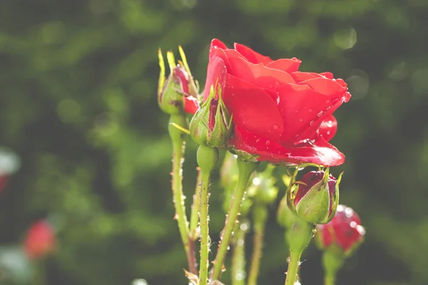 Красная роза с каплями воды в моем саду — стоковое фото