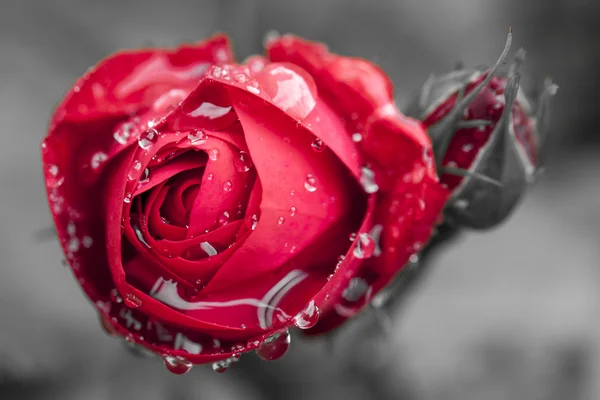 Vista ravvicinata della bella rosa rossa scura — Foto Stock