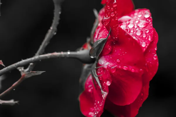 Vista ravvicinata della bella rosa rossa scura — Foto Stock