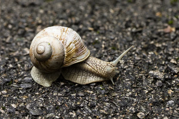 Caracol marrón pequeño — Foto de Stock