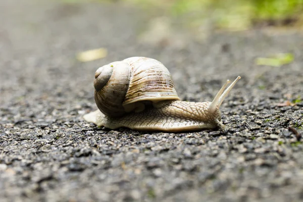 Small brown snail — Stock Photo, Image