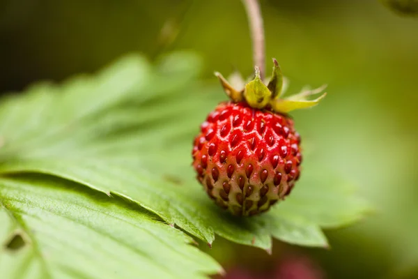 Fragaria vesca, commonly known as the Woodland Strawberry — Stock Photo, Image