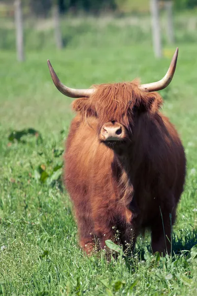 Шотландський highland корова, над зеленою травою — стокове фото