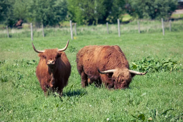 Vaca do planalto escocesa sobre grama verde — Fotografia de Stock