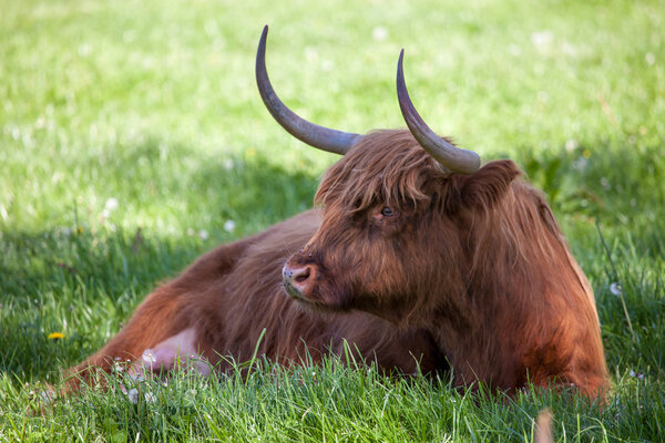Scottish highland cow over green grass 