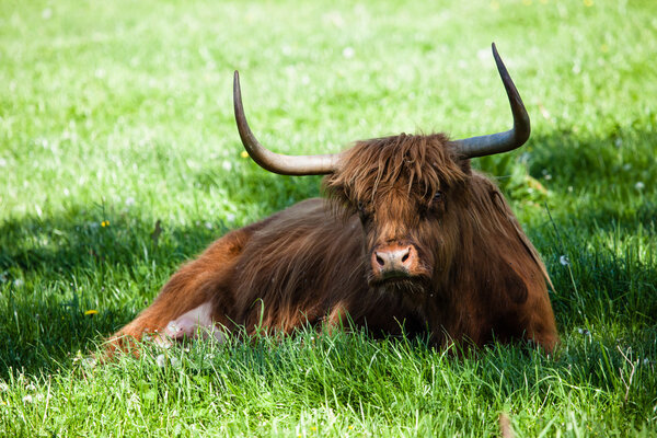 Scottish highland cow over green grass 