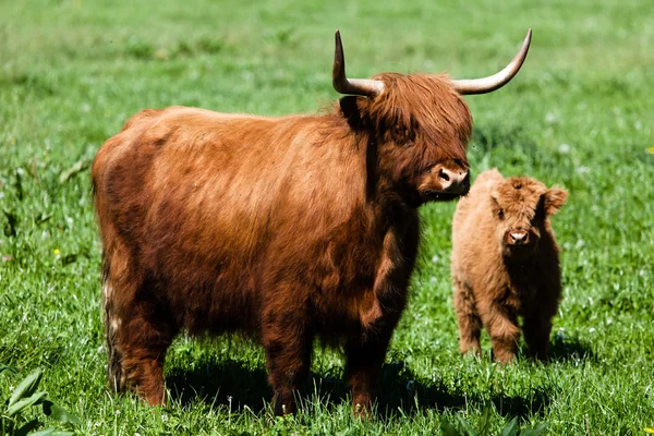 Vaca do planalto escocesa sobre grama verde — Fotografia de Stock