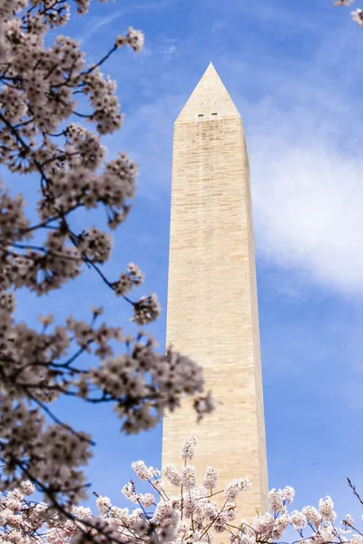 Вашингтон dc вишня цвітіння з озера і Вашингтоні пам'ятника. — стокове фото