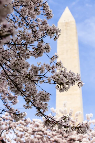 Washington dc wiśni kwiat z jeziora i washington monument. — Zdjęcie stockowe