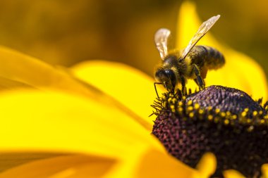 yakın çekim fotoğraf toplama nektar ve polen (rudbeckia nitida genç bir sonbahar güneşi coneflower üzerinde yayılan bir Batı bal arısı). 