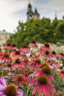 Bahçe wawel Kalesi, Krakov, Polonya 