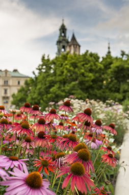 Bahçe wawel Kalesi, Krakov, Polonya 