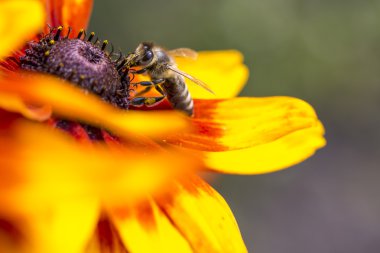 yakın çekim fotoğraf toplama nektar ve polen (rudbeckia nitida genç bir sonbahar güneşi coneflower üzerinde yayılan bir Batı bal arısı). 