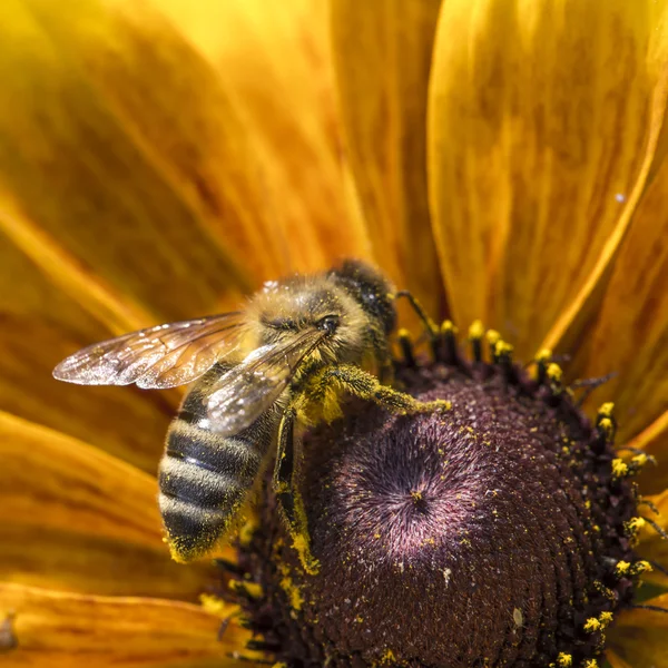 Close-up photo of a Western Honey Bee gathering nectar and spreading pollen on a young Autumn Sun Coneflower (Rudbeckia nitida). — Stock Photo, Image