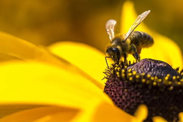 Foto de close-up de uma abelha de mel ocidental reunindo néctar e espalhando pólen em um jovem Outono Sol Coneflower (Rudbeckia nitida ). — Fotografia de Stock