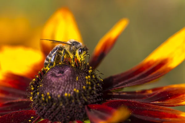 Close-up photo of a Western Honey Bee gathering nectar and spreading pollen on a young Autumn Sun Coneflower (Rudbeckia nitida). — Stock Photo, Image