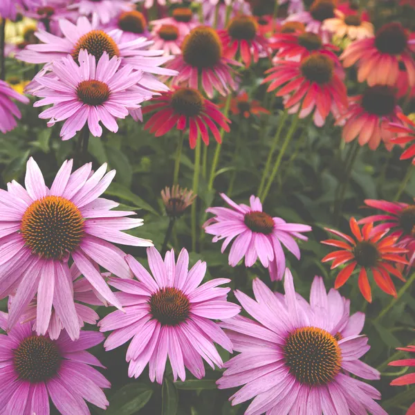 Flores en un jardín — Foto de Stock