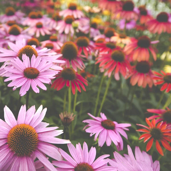 Flores en un jardín — Foto de Stock