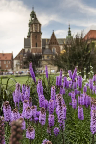 Jardín en el Castillo de Wawel, Cracovia, Polonia —  Fotos de Stock