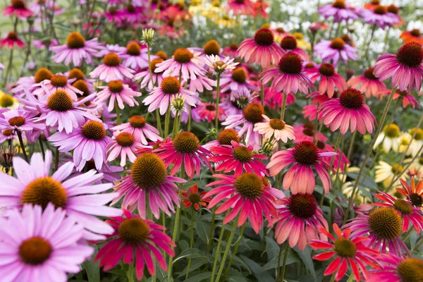 Květiny v zahradě — Stock fotografie