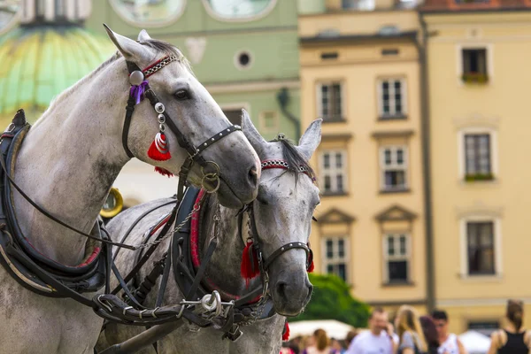 Pferde und Karren auf dem Markt in Krakau, Polen. — Stockfoto