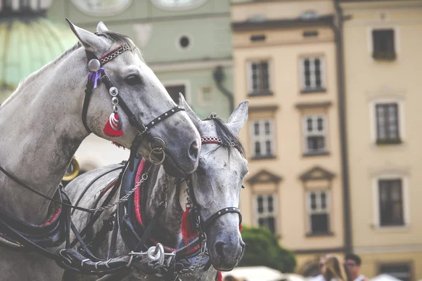 Horses and carts on the market in Krakow, Poland. — Stock Photo, Image