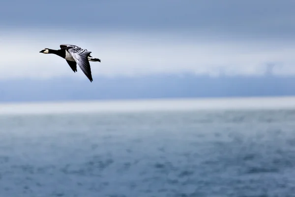 Group off Barnacle goose — Stock Photo, Image
