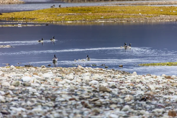 Group off Barnacle goose — Stock Photo, Image
