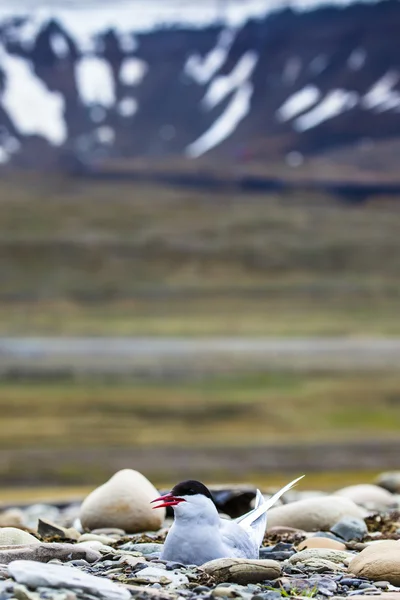 Arctic Tern de pé perto de seu ninho protegendo seu ovo de predadores — Fotografia de Stock