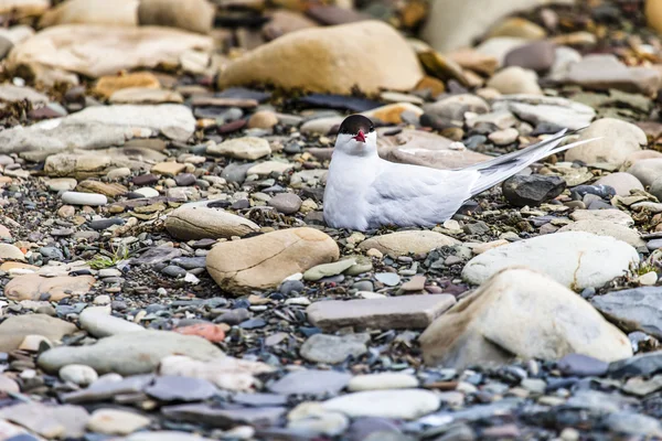 Arctic Tern in piedi vicino al suo nido proteggendo il suo uovo dai predatori — Foto Stock