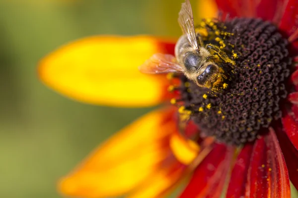 Foto de close-up de uma abelha de mel ocidental reunindo néctar e espalhando pólen em um jovem Outono Sol Coneflower (Rudbeckia nitida ). — Fotografia de Stock