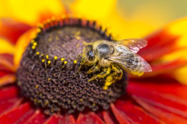 yakın çekim fotoğraf toplama nektar ve polen (rudbeckia nitida genç bir sonbahar güneşi coneflower üzerinde yayılan bir Batı bal arısı). 