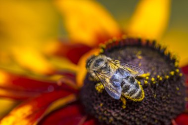 yakın çekim fotoğraf toplama nektar ve polen (rudbeckia nitida genç bir sonbahar güneşi coneflower üzerinde yayılan bir Batı bal arısı). 