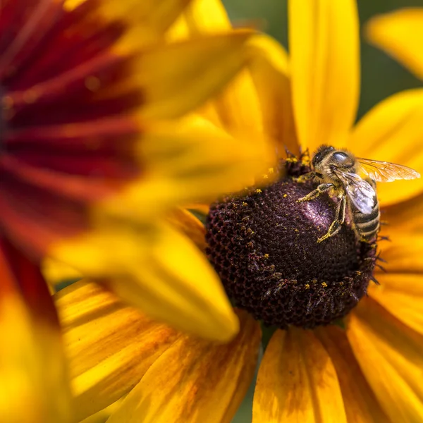 Foto de close-up de uma abelha de mel ocidental reunindo néctar e espalhando pólen em um jovem Outono Sol Coneflower (Rudbeckia nitida ). — Fotografia de Stock