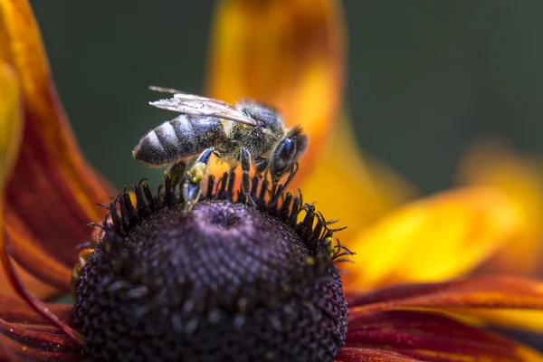 Foto de close-up de uma abelha de mel ocidental reunindo néctar e espalhando pólen em um jovem Outono Sol Coneflower (Rudbeckia nitida ). — Fotografia de Stock