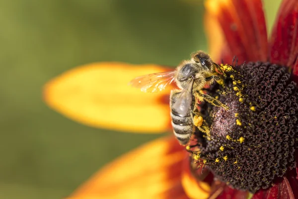 Photo en gros plan d'une abeille domestique de l'Ouest récoltant du nectar et répandant du pollen sur un jeune échinacée soleil d'automne (Rudbeckia nitida ). — Photo