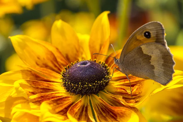 Motýl na květině rudbeckia — Stock fotografie